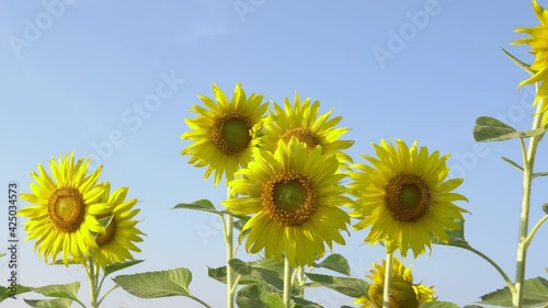 sunflower moving by wind