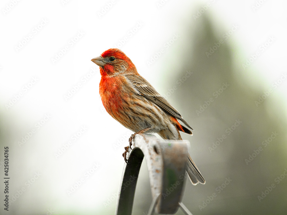 Red Breasted Finch