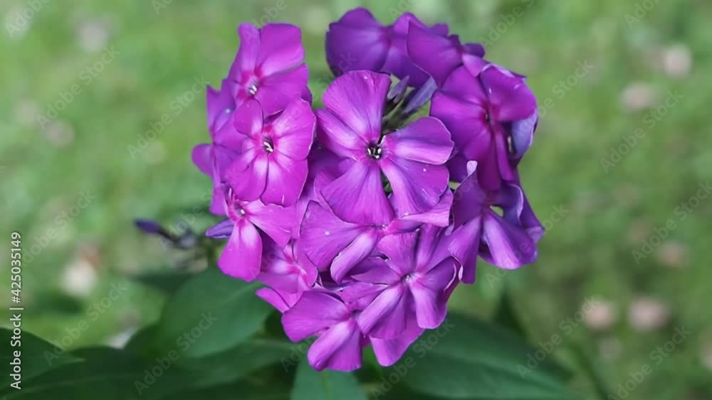 Lilac Phlox flowers in the garden, closeup. Romantic flower picture with bright summer flowers Lilac Phlox flowers in the garden, closeup. Romantic flower picture with bright summer flowers