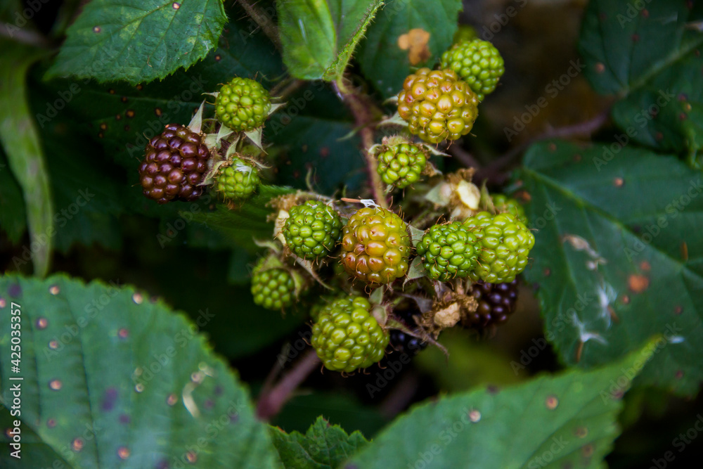 close-up branch of blackberry (Morus nigra) with not ripe green berries in the forest close-up branch of blackberry (Morus nigra) with not ripe green berries in the forest