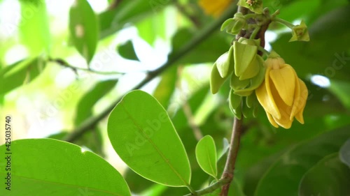 Ylang-ylang flower
