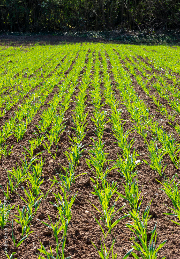 Young wheat sprouting in the agricultural field