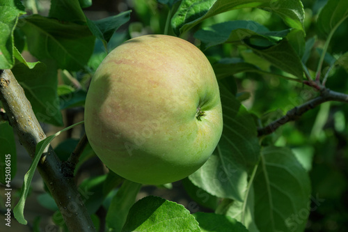 Summer fruit garden. Ripe green apple (Latin: Malus domestica) on a tree close-up.