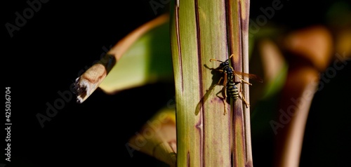 Hornet Resting in the Brush