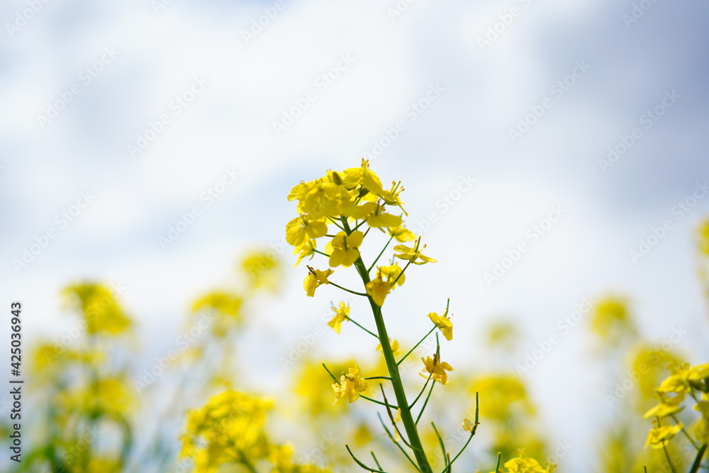 春に咲く菜の花