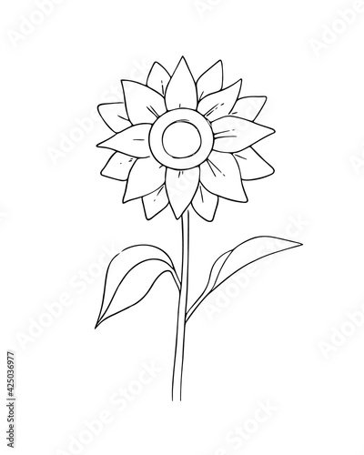 Hand-drawn flower  sunflower.Simple botanical sketch  line  floral drawing  minimalism.Doodle style.Isolated on a white background.Vector illustration.
