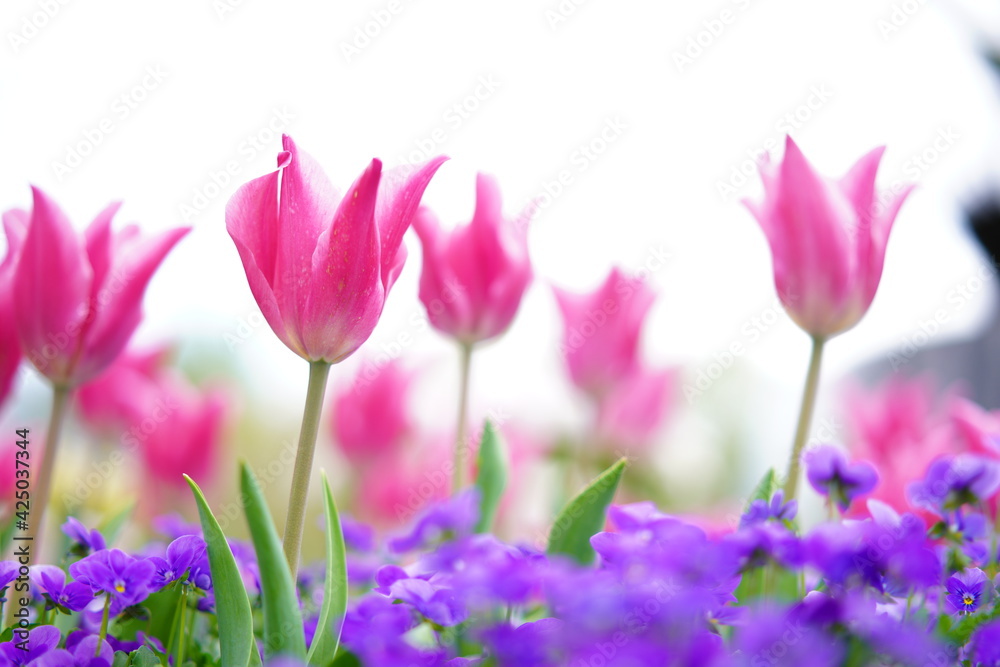 Fototapeta premium 春に咲くチューリップなどの花