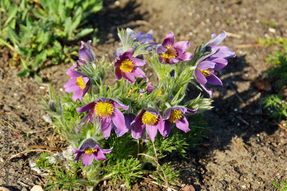 blaue und lila Blüten der Pulsatilla, Küchenschelle, Pulsatilla Vulgaris, Botanischer Garten in Gütersloh im März blaue und lila Blüten der Pulsatilla, Küchenschelle, Pulsatilla Vulgaris, Botanischer Garten in Gütersloh im März