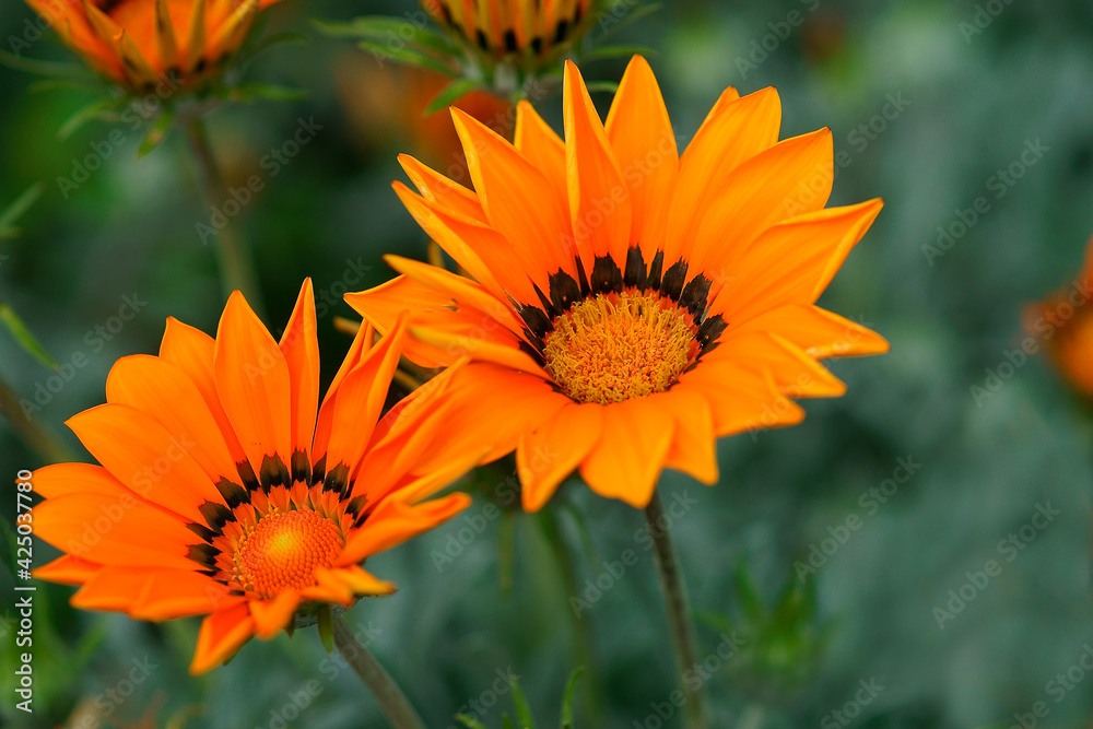 wunderbare Blumen in der Natur wunderbare Blumen in der Natur