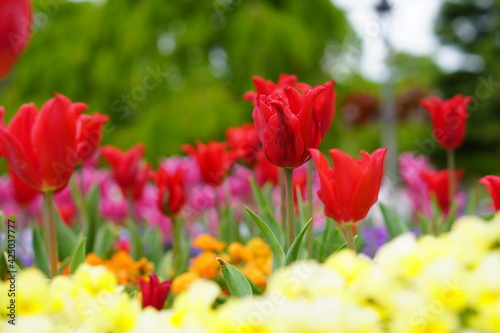 春に咲くチューリップなどの花