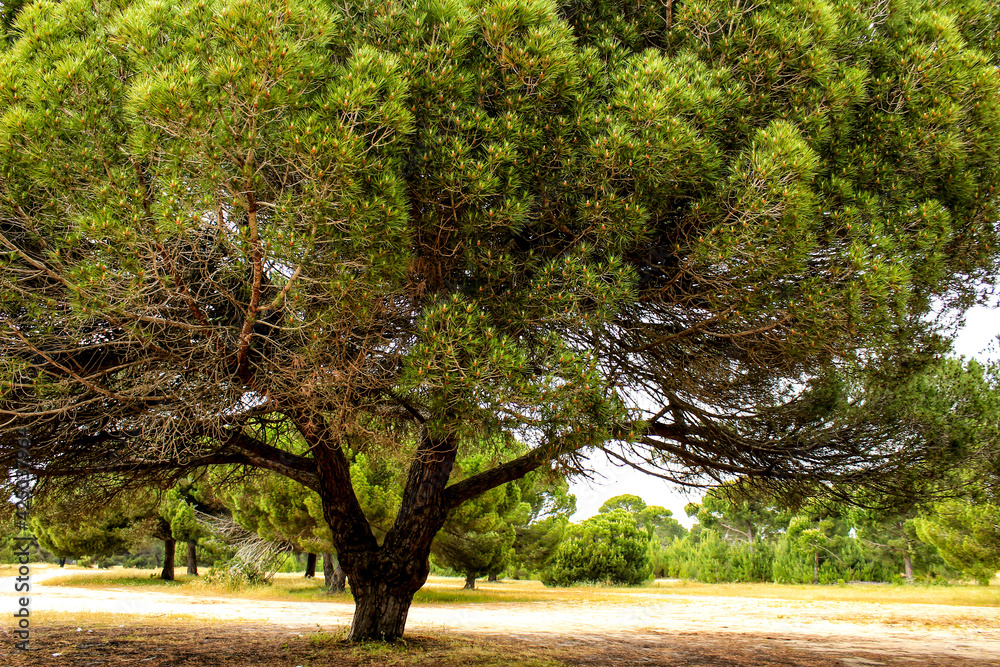 Mountain landscape with green vegetation in spring