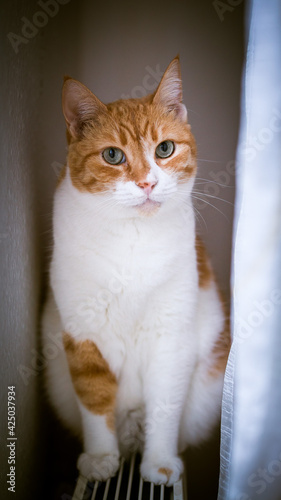 Fototapeta Naklejka Na Ścianę i Meble -  Cat sitting on heater