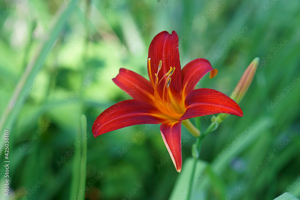 wunderbare Blumen in der Natur wunderbare Blumen in der Natur
