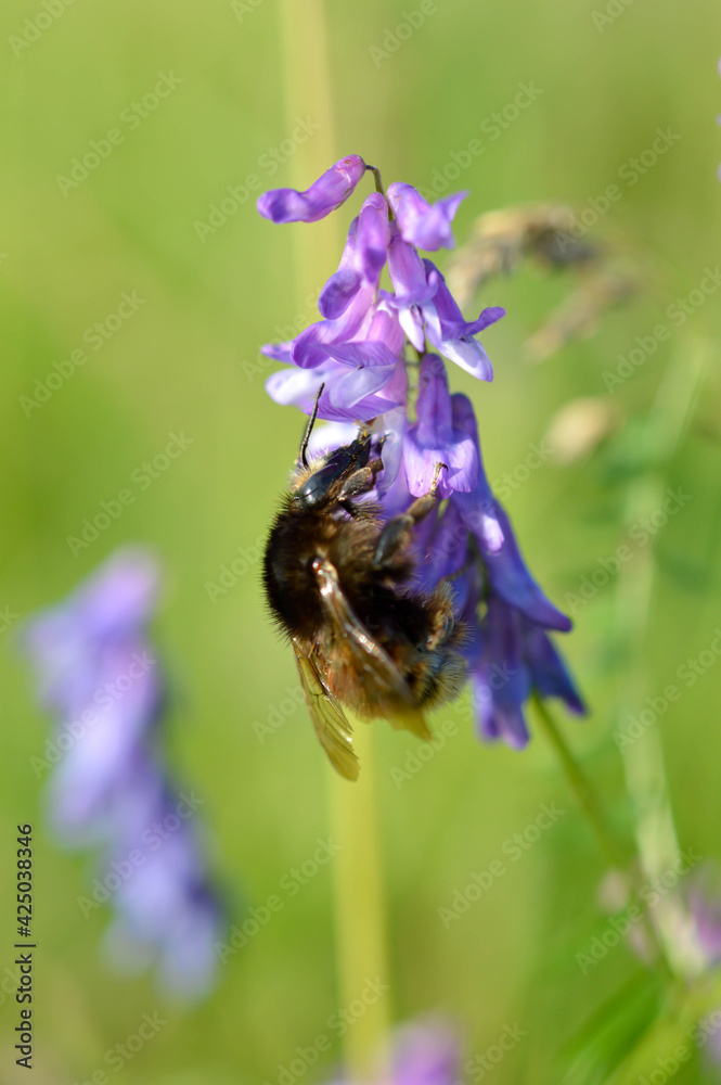 Bumblebee on a blue vetch flower macro close up Bumblebee on a blue vetch flower macro close up