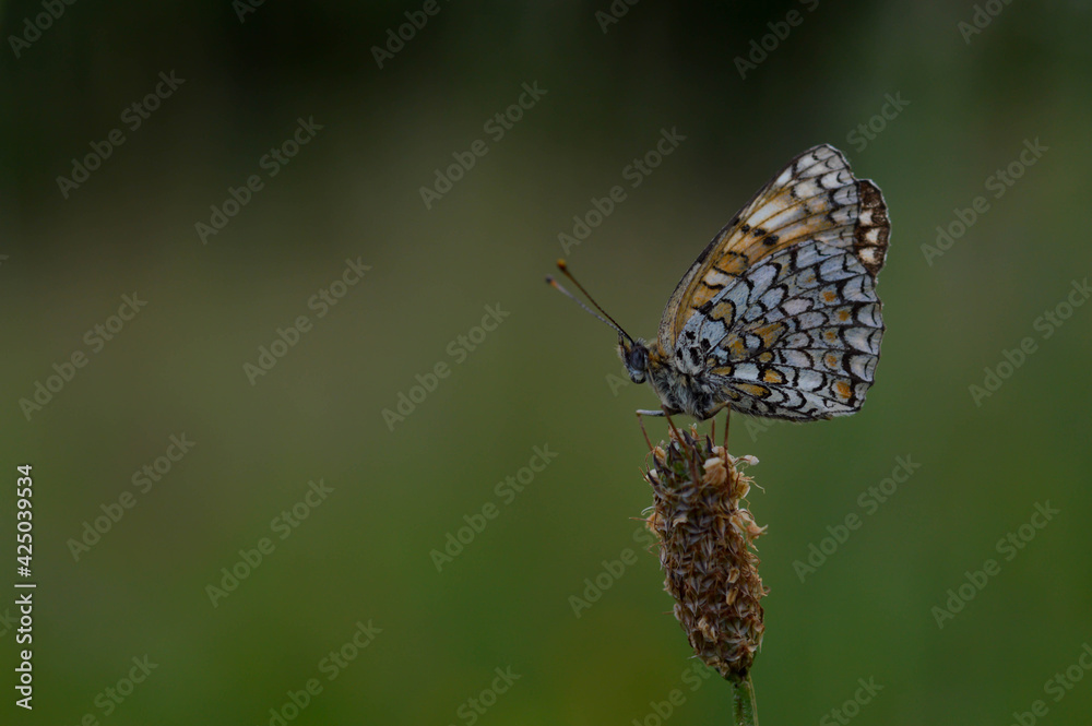 Boloria dia, Weaver's Fritillary butterly close up in nature Boloria dia, Weaver's Fritillary butterly close up in nature