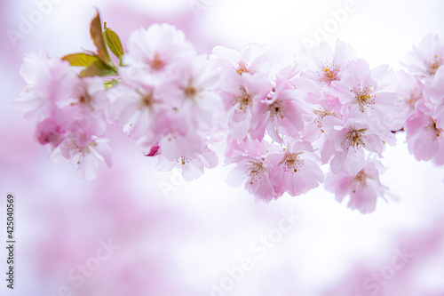 Kirschblüten - Rosa Pinke Blüten Blumen