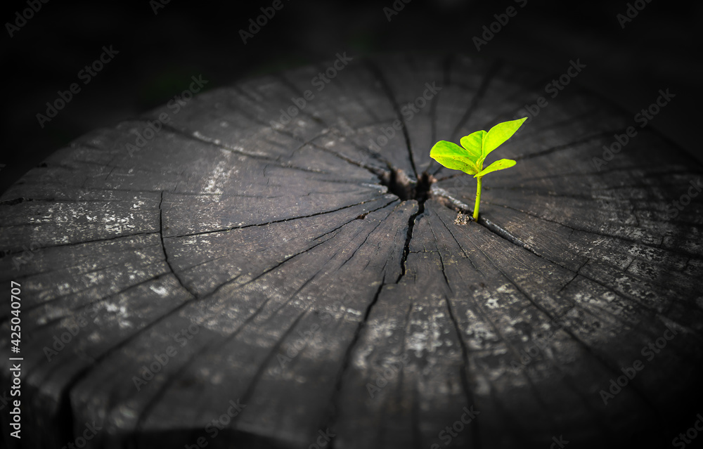 Φωτογραφία Rebirth of seed