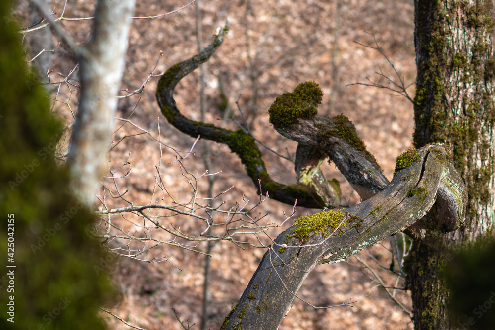 Fototapeta premium Moss covered tree branch
