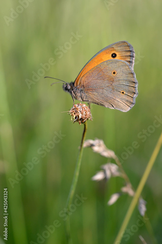 Large heath butterfly in nature, on a plant, close up