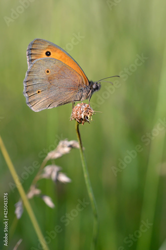 Large heath butterfly in nature, on a plant, close up © Kati Moth