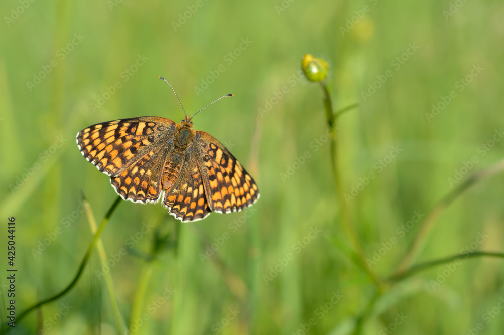Obraz premium Boloria dia, Weaver's Fritillary butterly close up in nature
