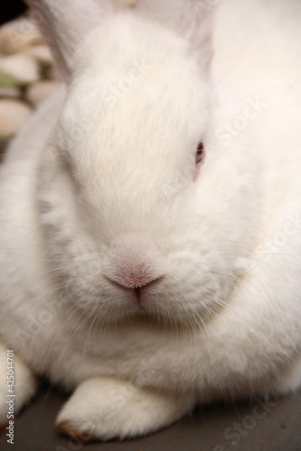 Close em cara de coelho branco e peludo.