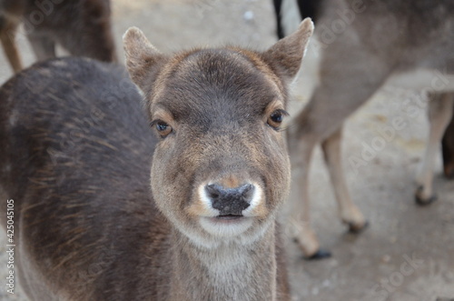 deer close up