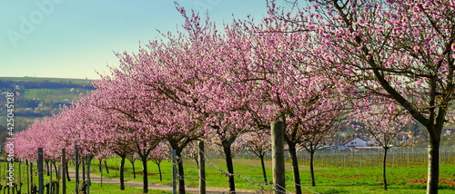 Fototapeta Naklejka Na Ścianę i Meble -  herrliche Allee von blühenden Mandelbäumen in der Pfalz entlang der südlichen Weinstraße