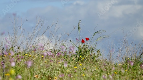 Red poppy flower in the meadow © Miguel Ángel RM