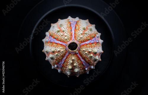 Macro shot of colorful Exquisite urchin, Coelopleurus exquisitus