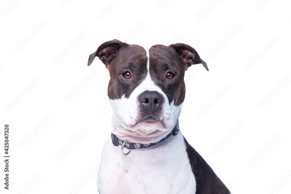 cute studio shot of a dog on an isolated background