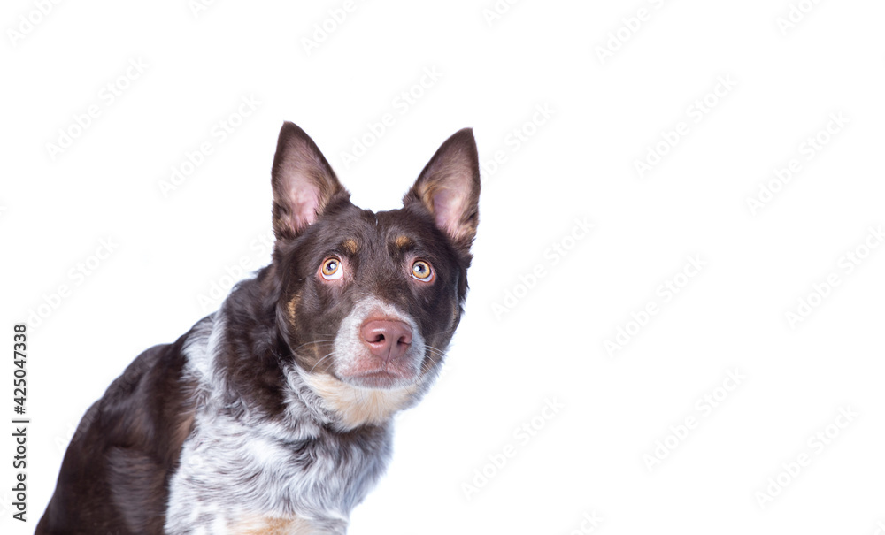 cute dog on an isolated background studio shot