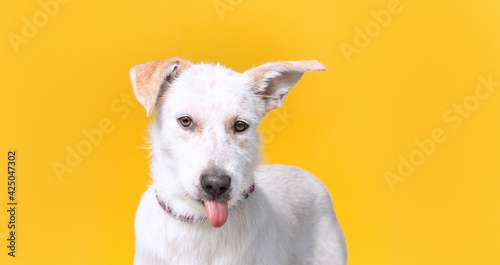 cute studio shot of a dog on an isolated background © annette shaff
