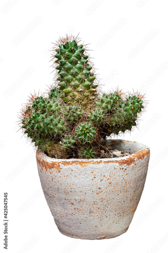 Cactus isolated on white background, Export business of ornamental plant Cactus isolated on white background, Export business of ornamental plant