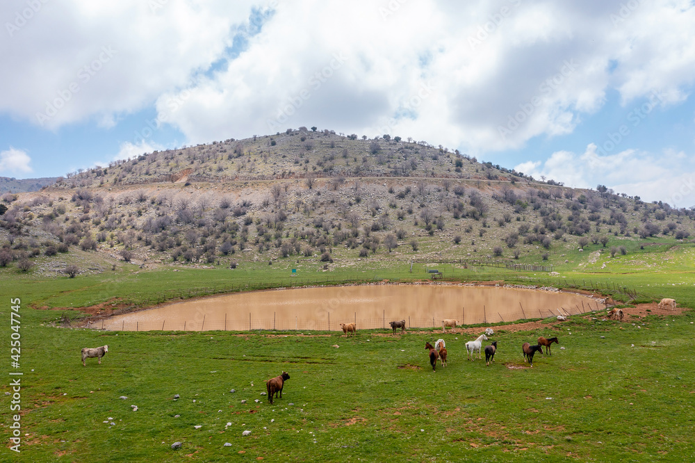 Horses and Cattle grazing by a natural Pond in a valley, Aerial view. Horses and Cattle grazing by a natural Pond in a valley, Aerial view.