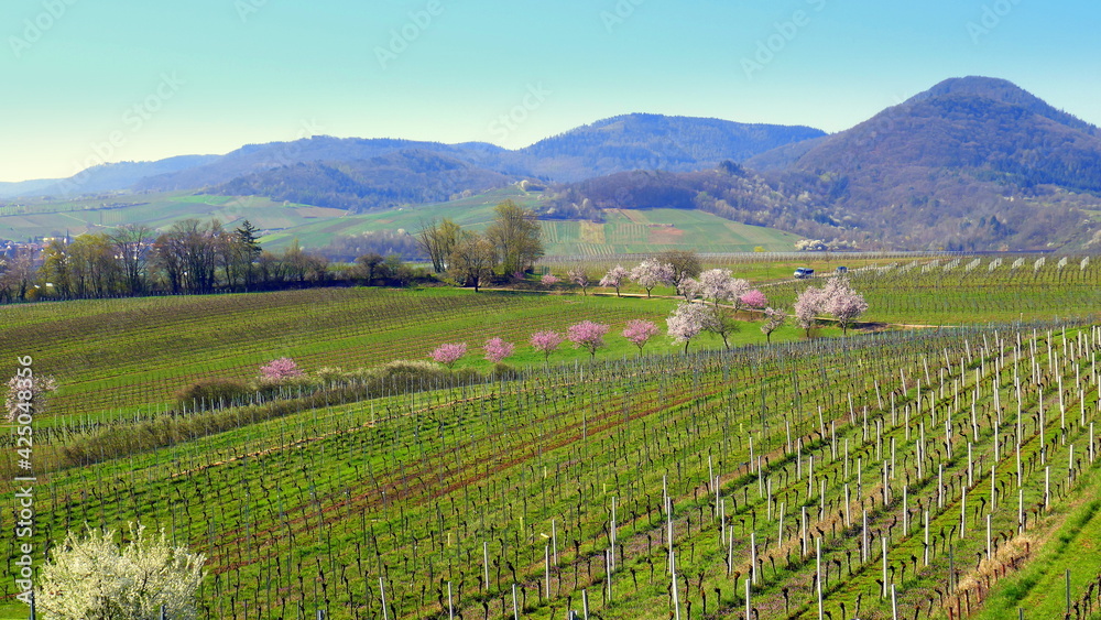 herrliche Landschaft im Frühling in der Pfalz mit Weinanbau und blühenden Mandelbäumen