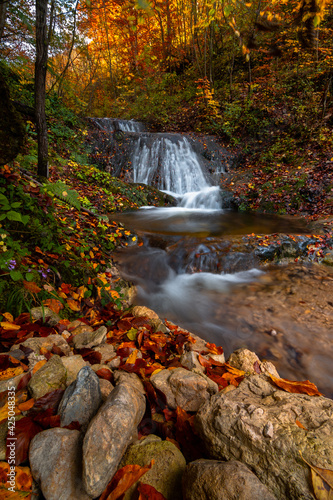 autumn stream in the forest