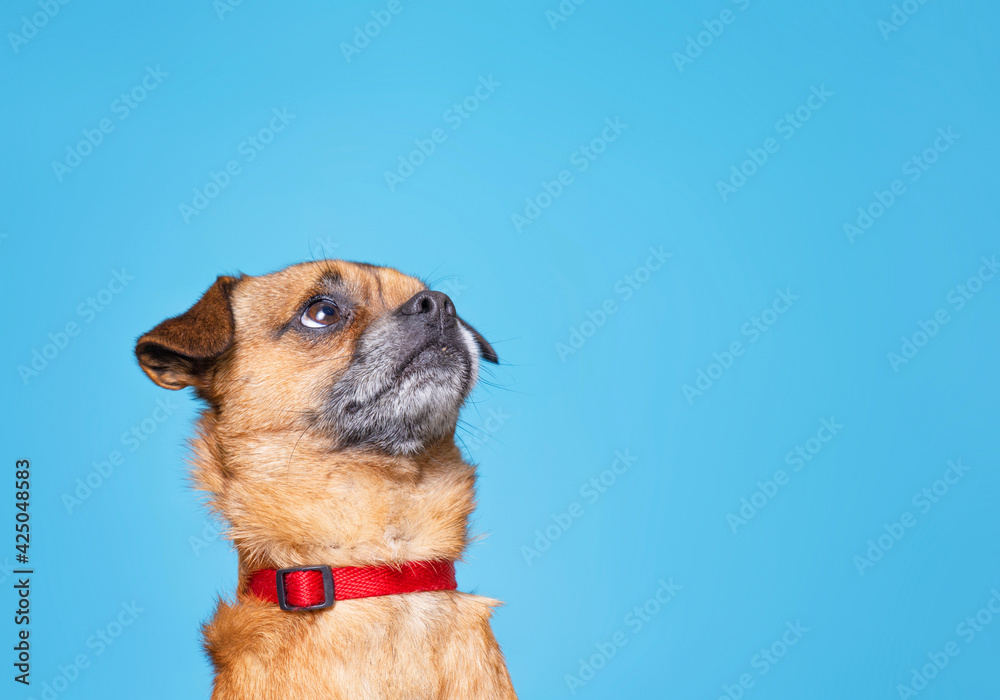 Obraz premium cute studio shot of a dog on an isolated background