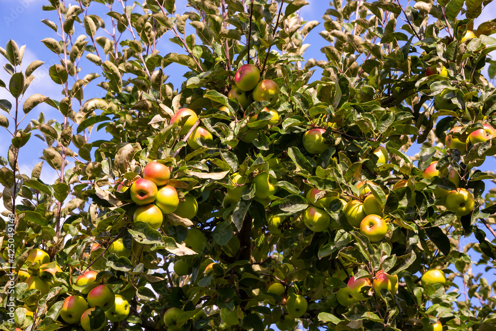 Apple tree in garden with fresh ripe apples Apple tree in garden with fresh ripe apples