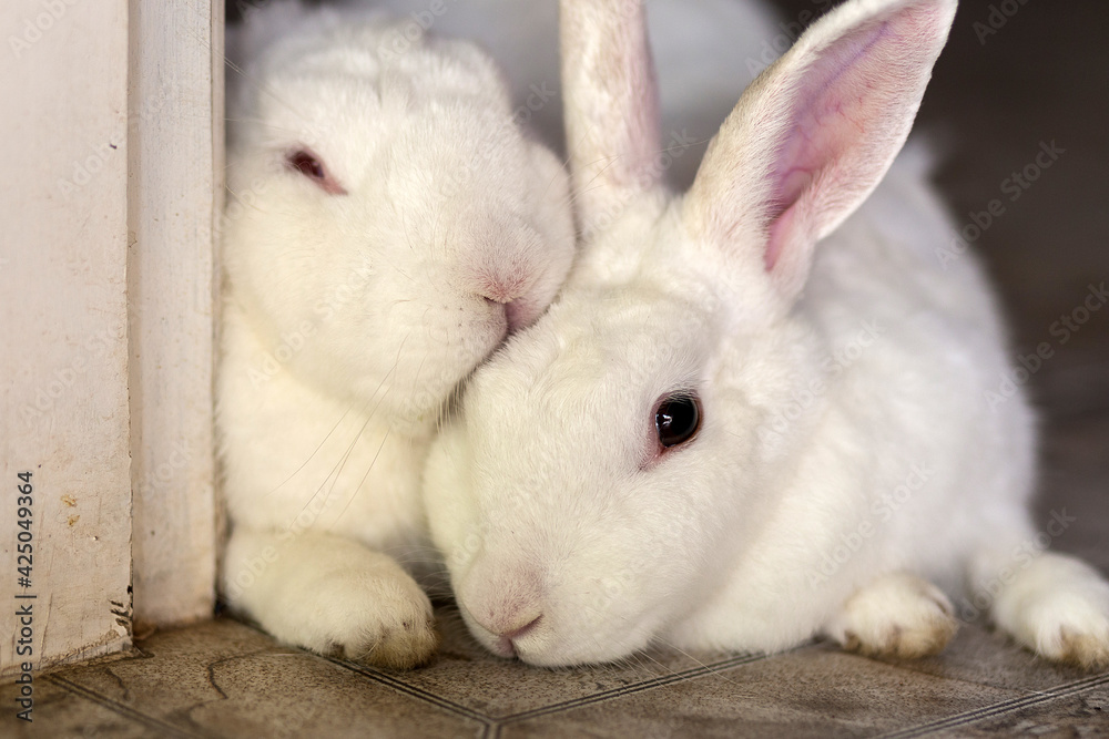 Um casal de coelhos deitados juntinhos. Um casal de coelhos deitados juntinhos.