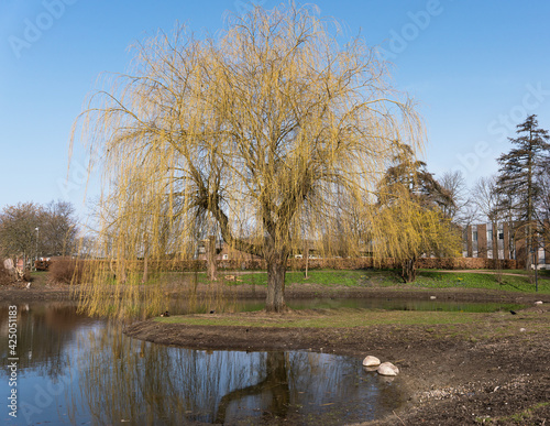 Weeping willow tree by the edge of a pond in the park behind the city hall of Ballerup in Denmark  photo