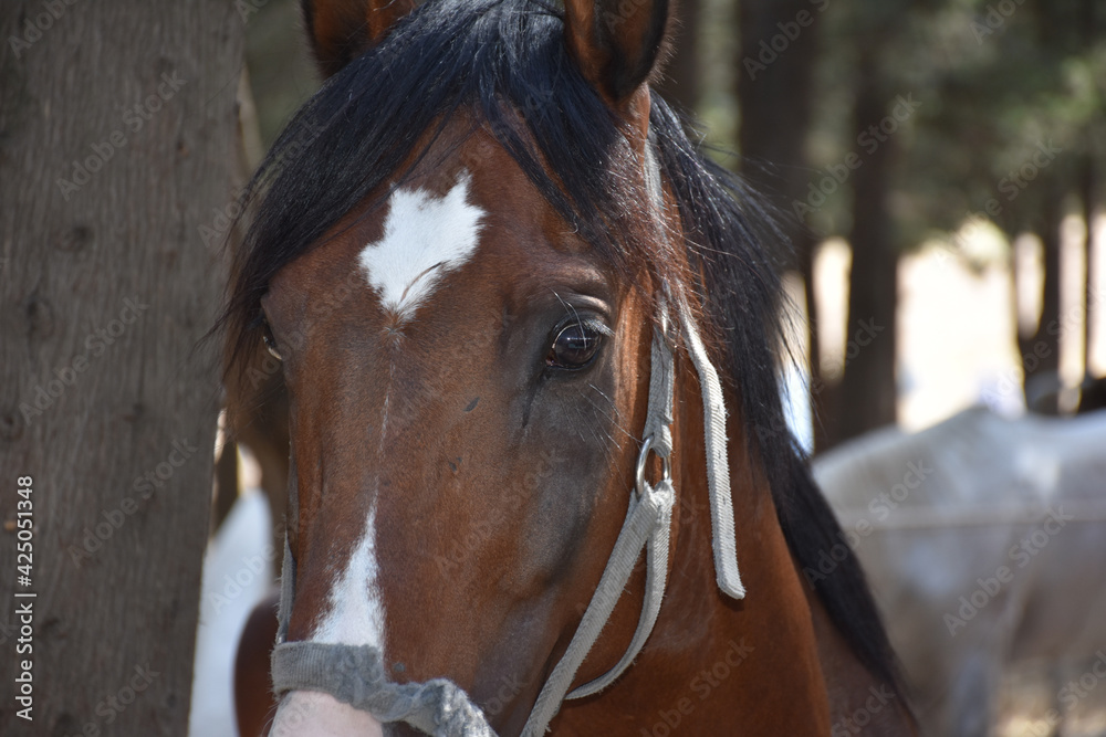 Emotional brown horse on nature Emotional brown horse on nature