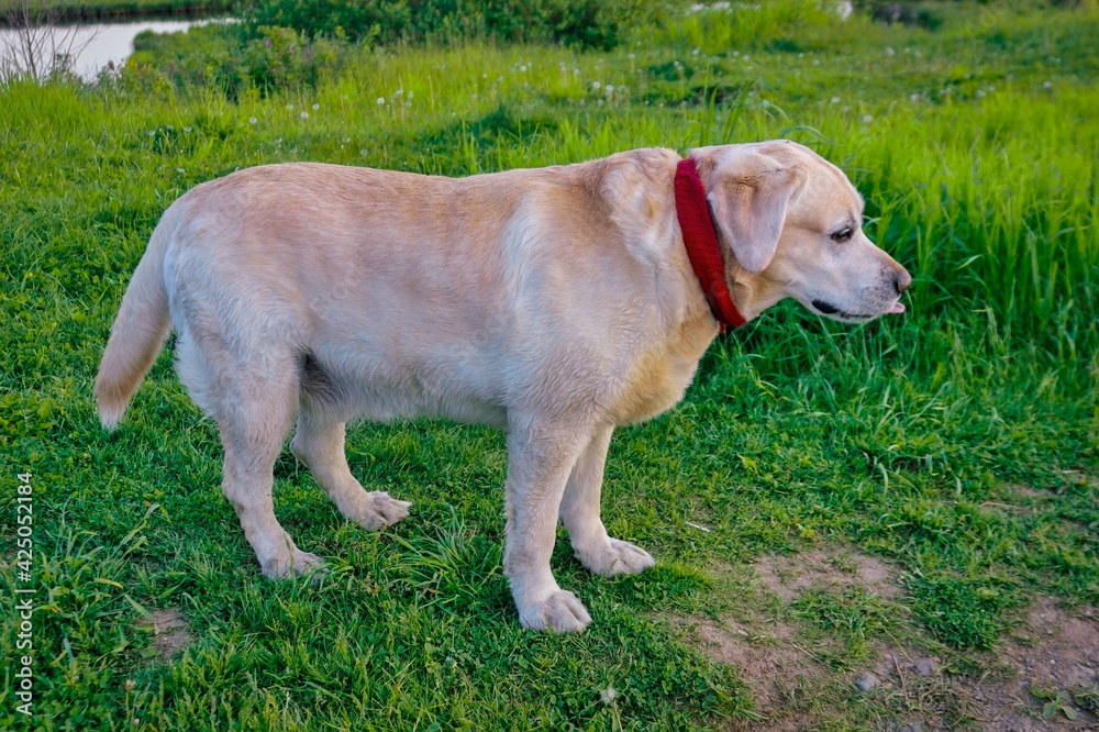 Golden Labrador Retriever walks in the woods on a green lawn. Golden Labrador Retriever walks in the woods on a green lawn.