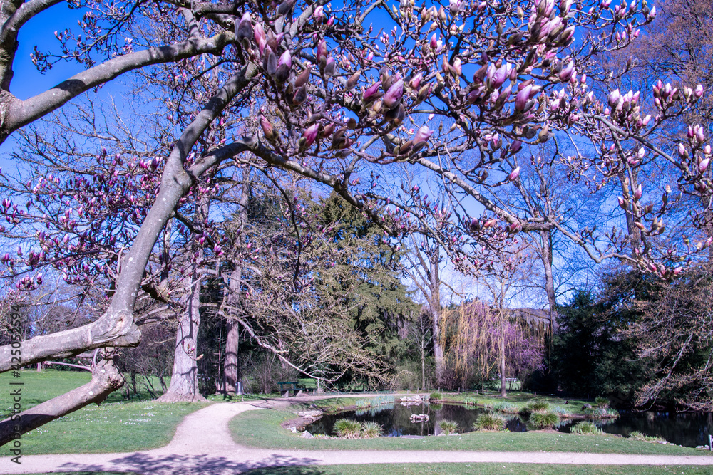 Obraz premium Blossoming Magnolia tree in Riehen, near Basel, in Switzerland