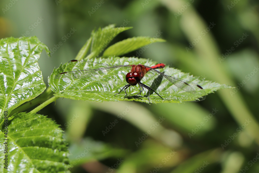 Shutterstock Madagascar Dragonfly on green leaves. Shutterstock Madagascar Dragonfly on green leaves.
