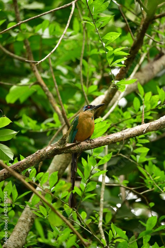 udu de coroa azul