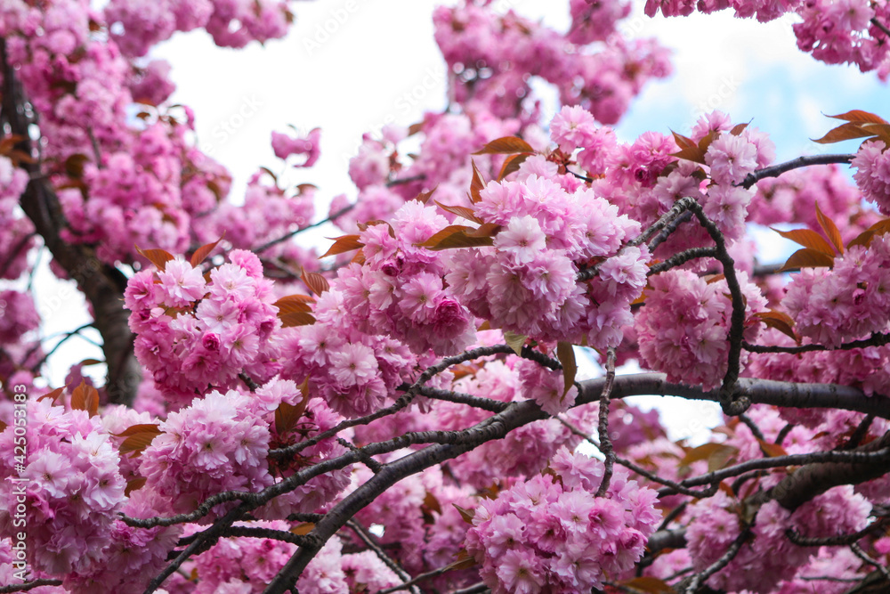 Flowering pink cherry blossoms along the road. Flowering pink cherry blossoms along the road.