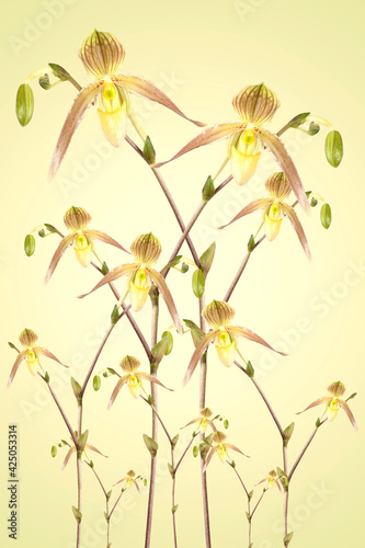 Many beautiful orchid blossoms on colored background