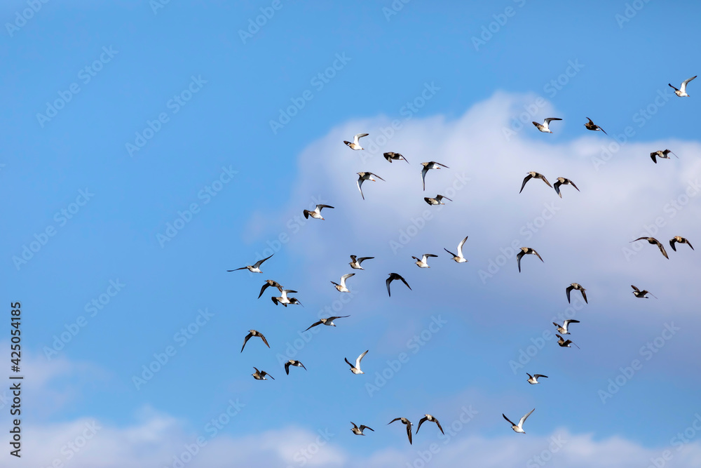 Fototapeta premium Flying birds. Blue sky background. Birds: Ruff. Philomachus pugnax.