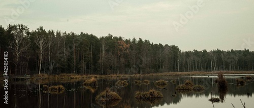 Calm lake with patches of grass landcape with a forest in the background